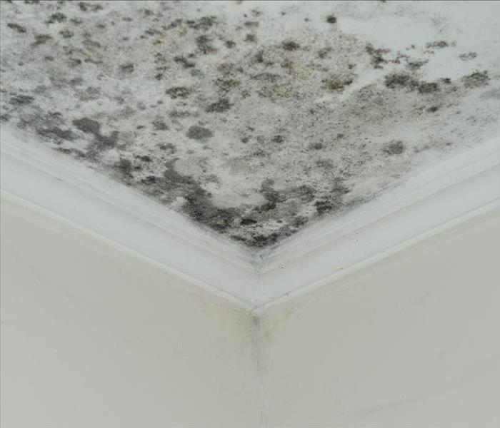 mold growing on a ceiling, black